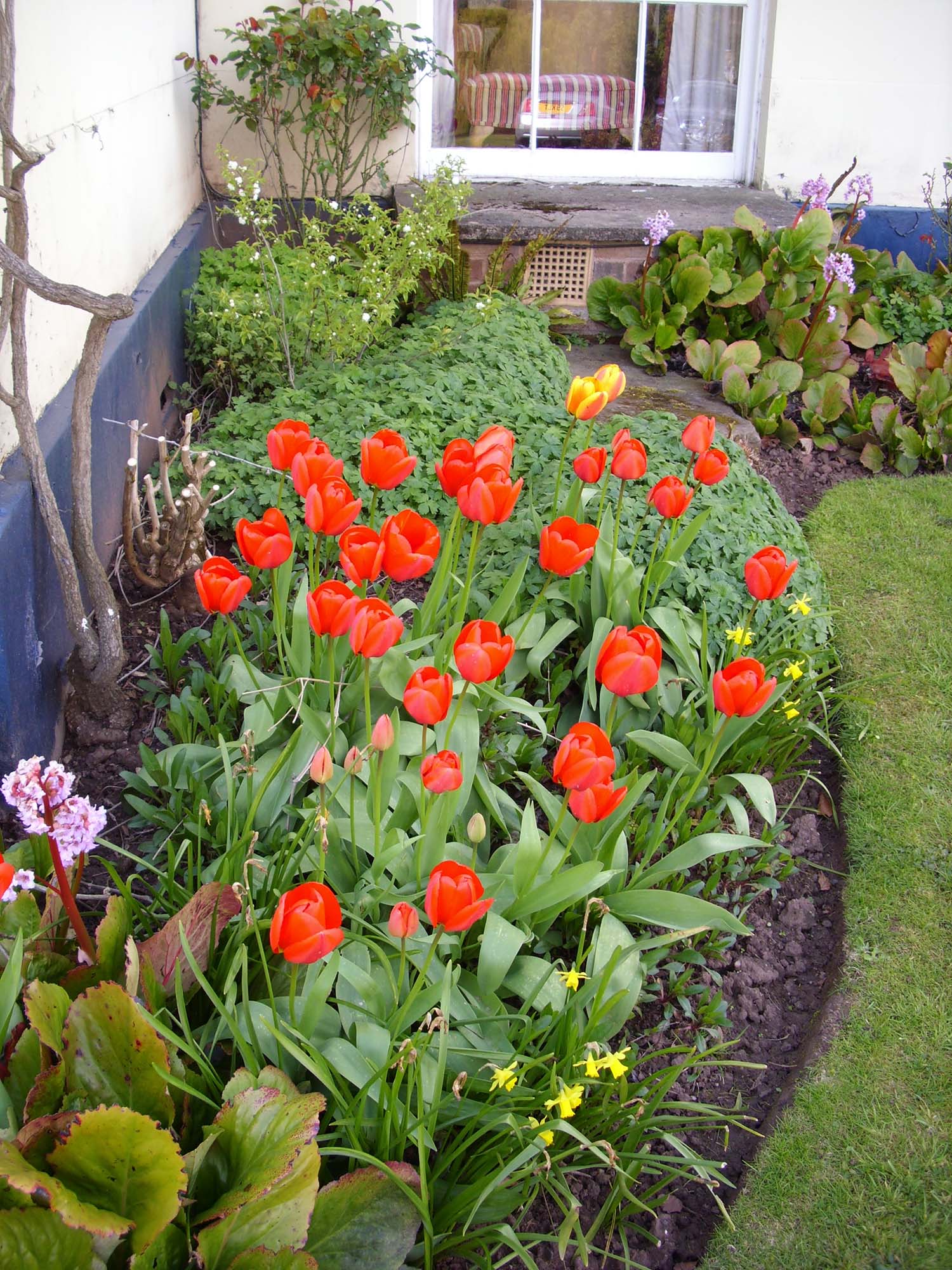 red bloomed tulips at side of house