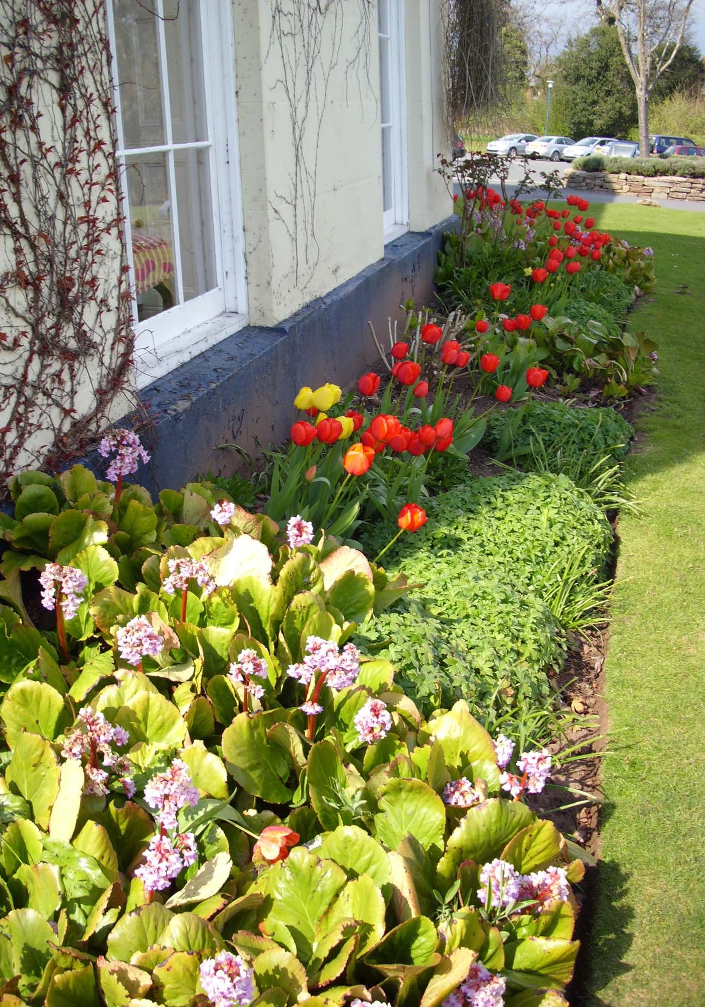 red bloomed tulips at side of house