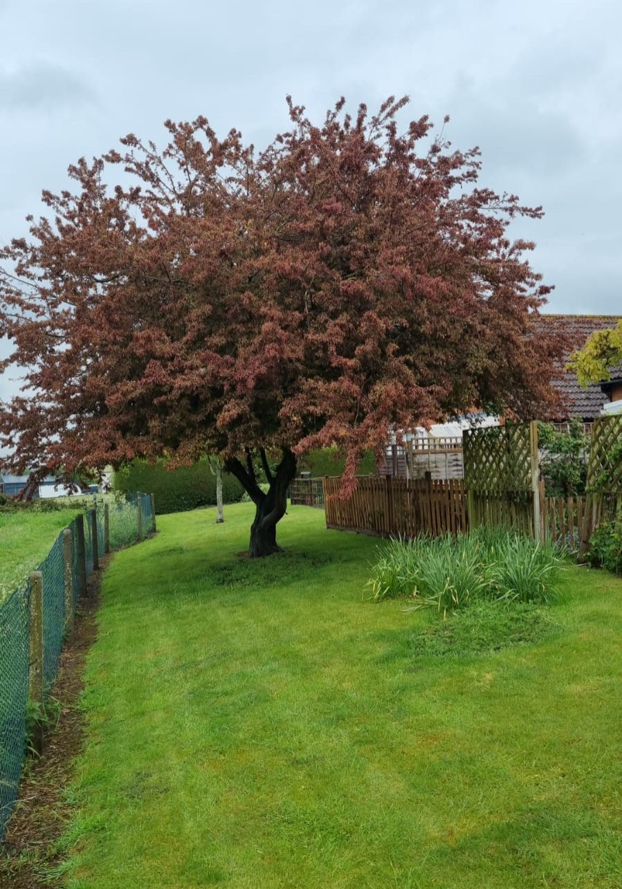 Large tree in Autumn in small narrow back garden